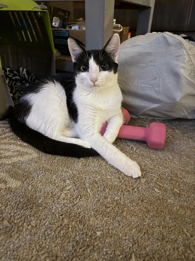 Purrducken thumbnail 2