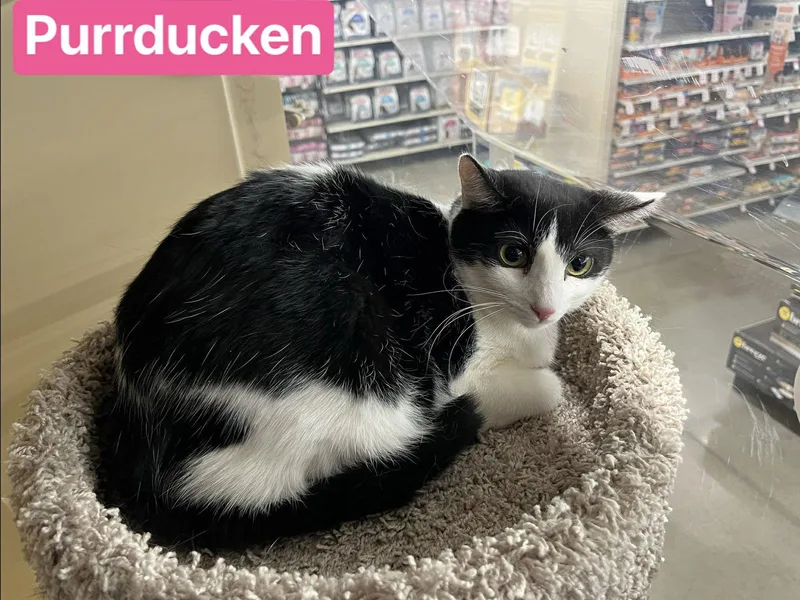 Purrducken thumbnail 3