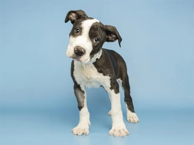 A baby small-sized male Pit Bull Terrier dog named Leo for adoption in Phoenix, AZ
