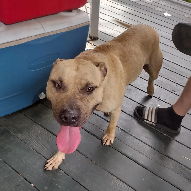 ~ Courtesy ~ Francis thumbnail 3