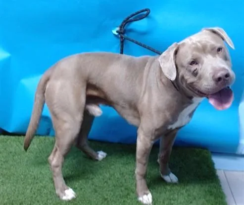 An adult large-sized male Pit Bull Terrier dog named Dagger for adoption in Gardena, CA