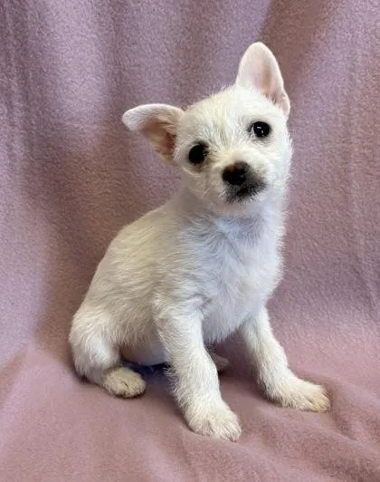 A baby small-sized female White / Cream Chihuahua dog named Tiffany for adoption in Buffalo, MN