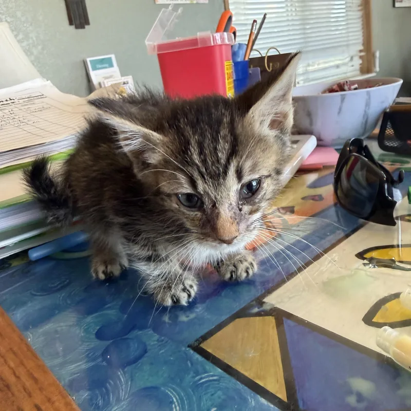 A baby small-sized male Tabby (Brown / Chocolate) Domestic Short Hair cat named Richard for adoption in Deming, NM