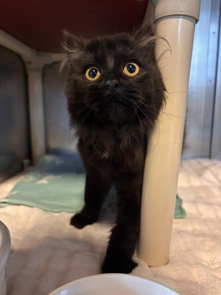 A baby small-sized female Domestic Long Hair cat named Puffy for adoption in Port Jervis, NY