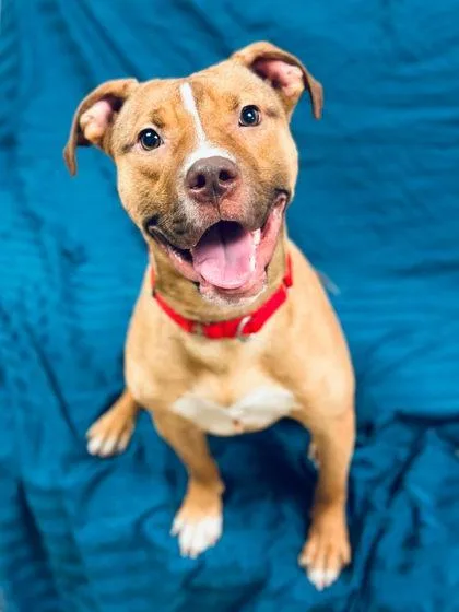 An adult medium-sized male Mixed Breed dog named Domingo for adoption in West Chester, PA