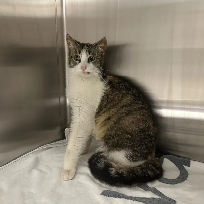 An adult medium-sized female White Domestic Short Hair cat named Juicy Love Dion for adoption in Austin, TX