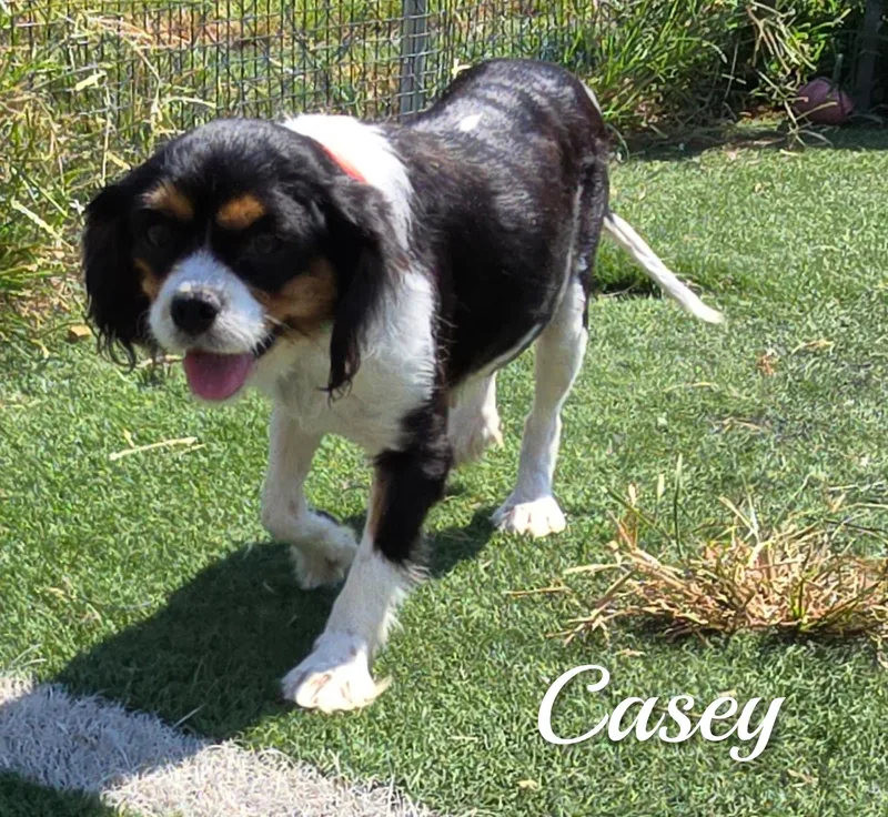 An adult small-sized female Tricolor (Brown, Black, & White) Cavalier King Charles Spaniel dog named Casey for adoption in Fredericksburg, VA