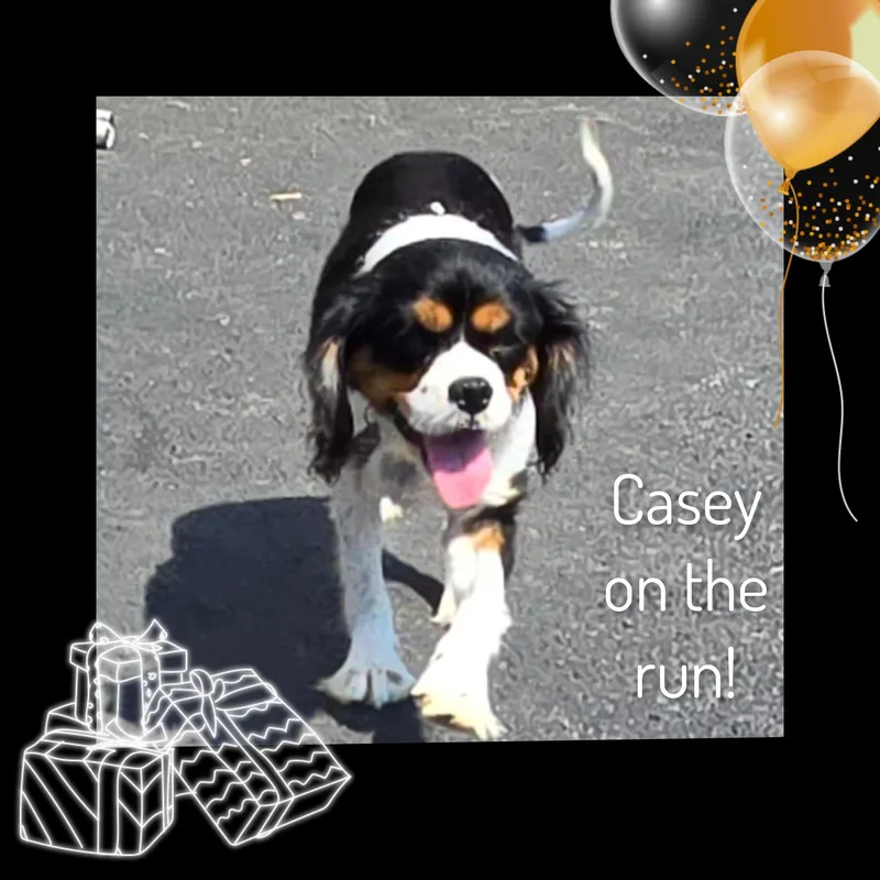 Casey thumbnail 2
