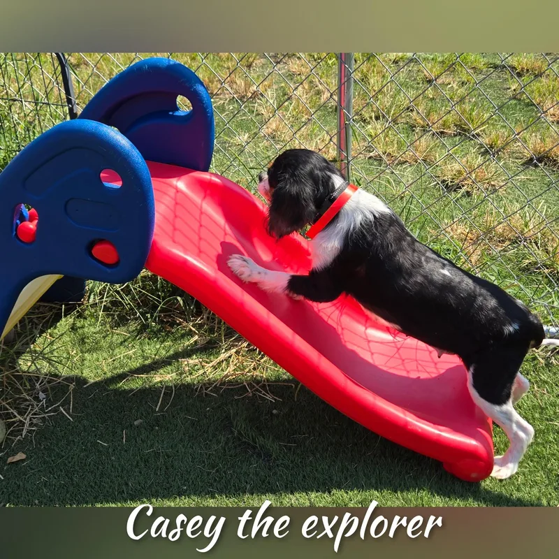 Casey thumbnail 3