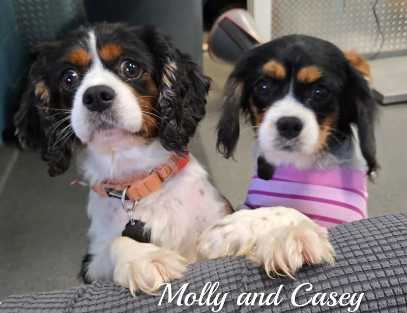 Casey thumbnail 4