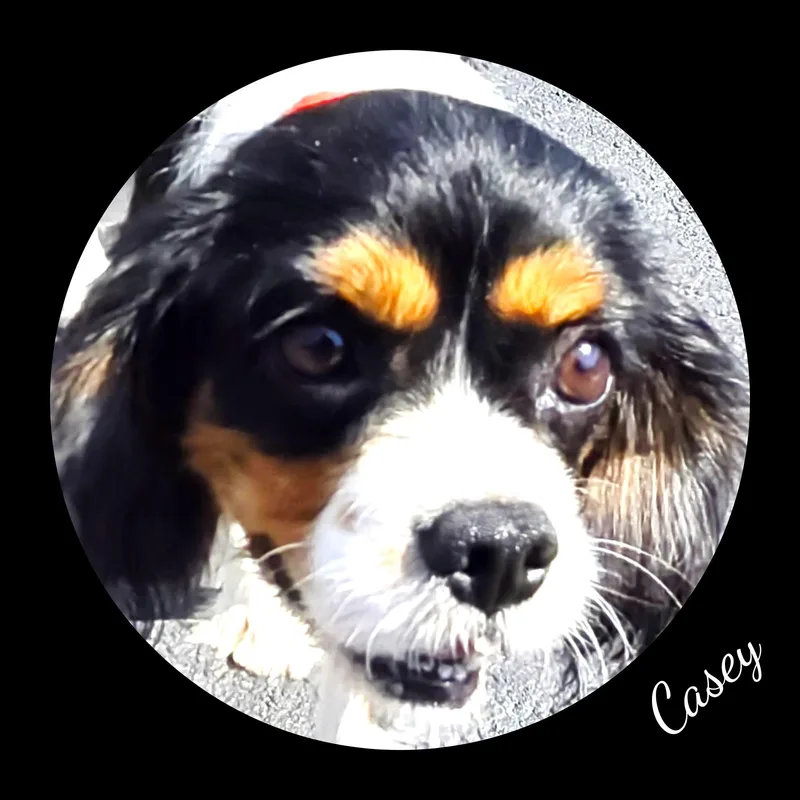 Casey thumbnail 5