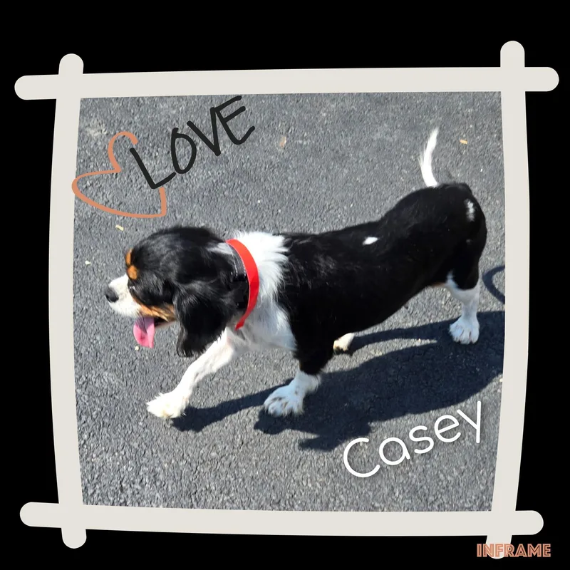 Casey thumbnail 6