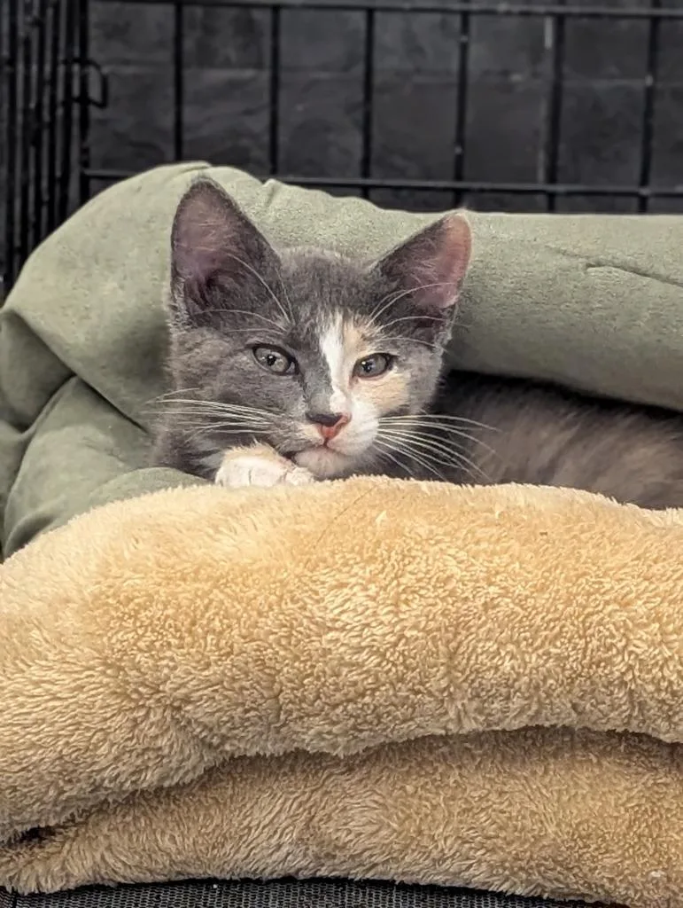 A baby medium-sized female Domestic Short Hair cat named Minnie for adoption in St. Cloud, MN