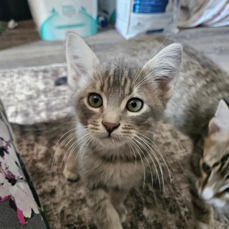 A baby small-sized male Gray / Blue / Silver Domestic Short Hair cat named Tom Haverford for adoption in Eagle Mountain, UT