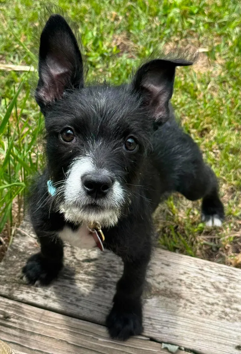 A baby small-sized male Terrier dog named Toby for adoption in Byron, IL