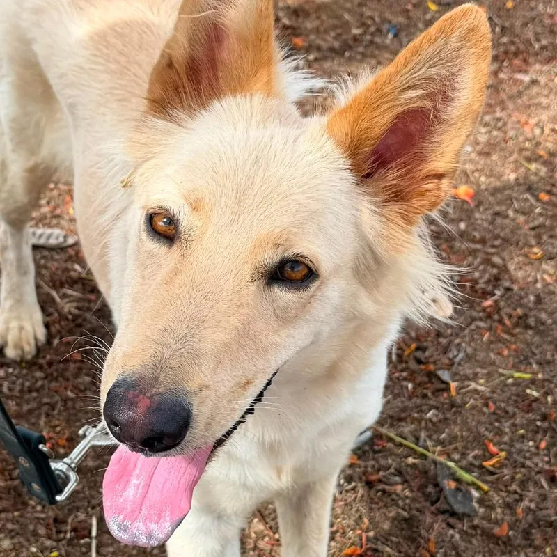 A young medium-sized female Shepherd dog named Ellie for adoption in Vieques, PR
