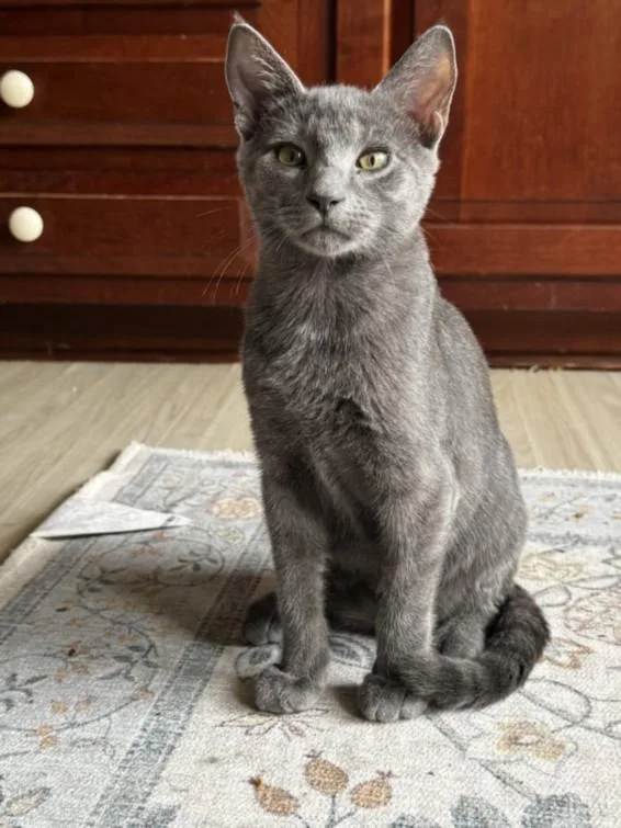 A baby small-sized male Domestic Short Hair cat named Bigfoot for adoption in Hagerstown, MD