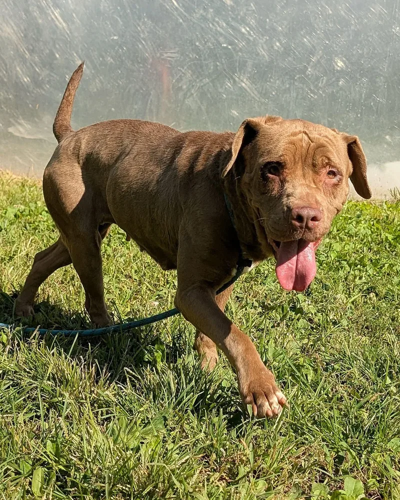 An adult medium-sized female Brown / Chocolate Chocolate Labrador Retriever dog named Chantelle for adoption in Chicago, IL