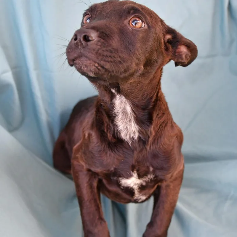 A baby small-sized female Black Labrador Retriever dog named Bathery for adoption in Beaumont, TX