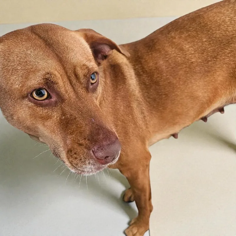 An adult medium-sized female Red / Chestnut / Orange Mixed Breed dog named Isabelle for adoption in Lake Panasoffkee, FL