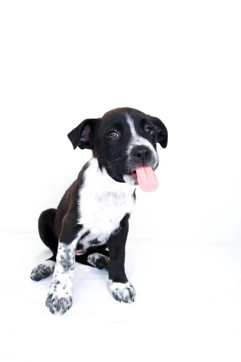 A baby medium-sized female Black Shepherd dog named Embry for adoption in Bixby, OK
