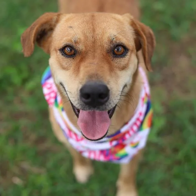 An adult medium-sized female Labrador Retriever dog named Daisy for adoption in San Antonio, TX