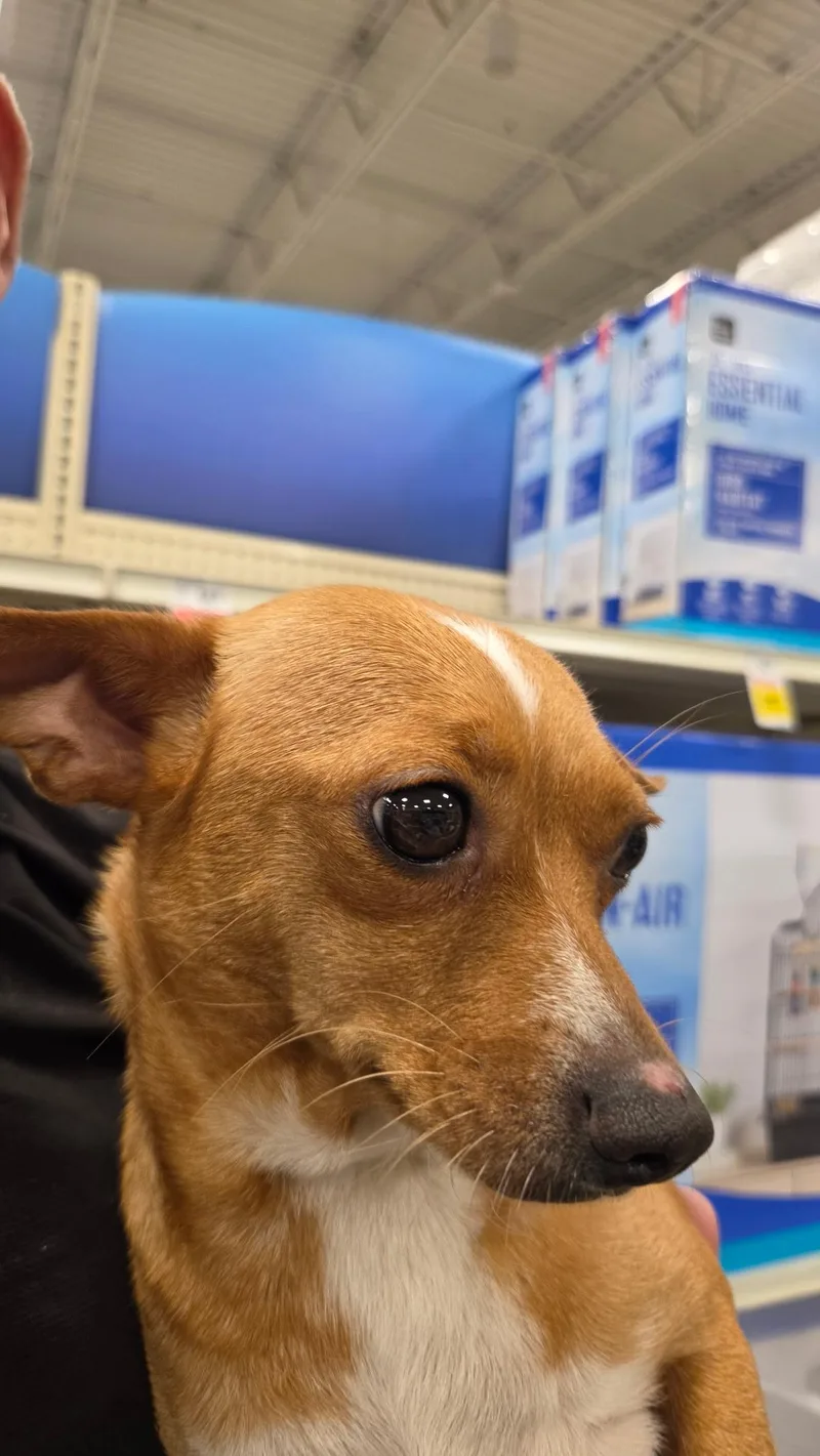 An adult small-sized female Red / Chestnut / Orange Chihuahua dog named Sweetie for adoption in Lonedell, MO
