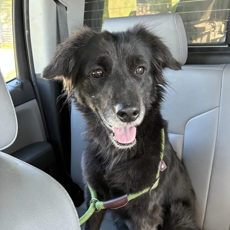 A senior medium-sized female Black Border Collie dog named Mary Jane for adoption in Windsor, VA