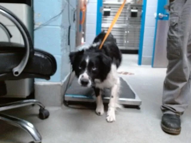 A young medium-sized male Border Collie dog named Collard Greens for adoption in Albuquerque, NM