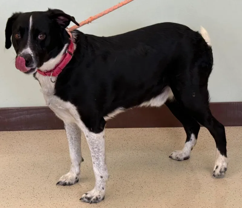 An adult large-sized male Black Border Collie dog named Peter for adoption in Amery, WI
