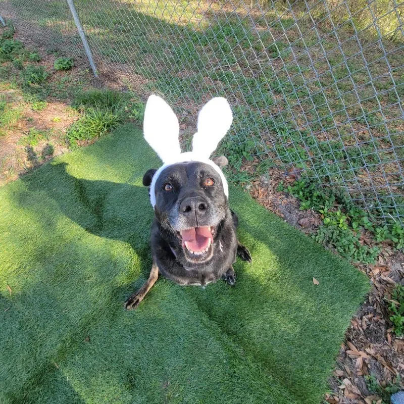 A senior medium-sized female Australian Shepherd dog named Hera for adoption in Lake Panasoffkee, FL