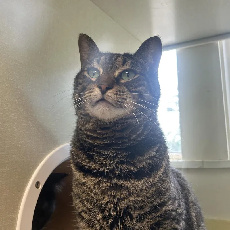 An adult large-sized male Gray / Blue / Silver Domestic Medium Hair cat named Boston for adoption in West Olive, MI