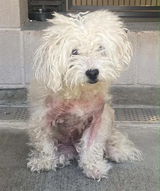 A senior small-sized male Poodle dog named Bill for adoption in Tustin, CA