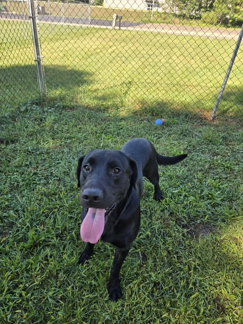 An adult medium-sized male Labrador Retriever dog named Remus for adoption in Freeport, IL