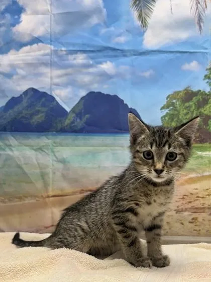 A baby small-sized female Domestic Short Hair cat named Calliope for adoption in San Antonio, TX