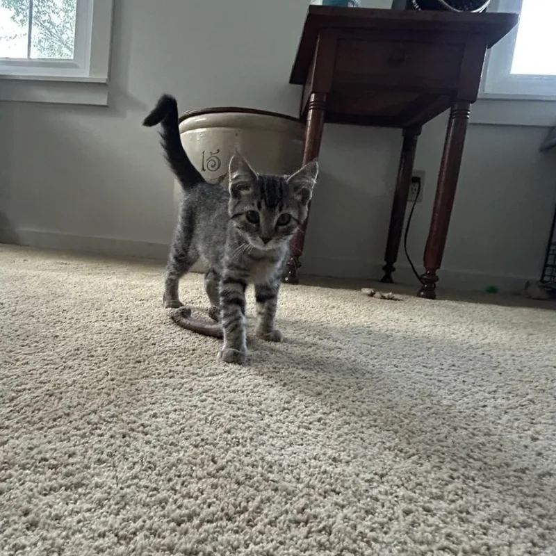 A baby medium-sized female Tabby (Brown / Chocolate) Domestic Short Hair cat named Chica for adoption in Springdale, AR