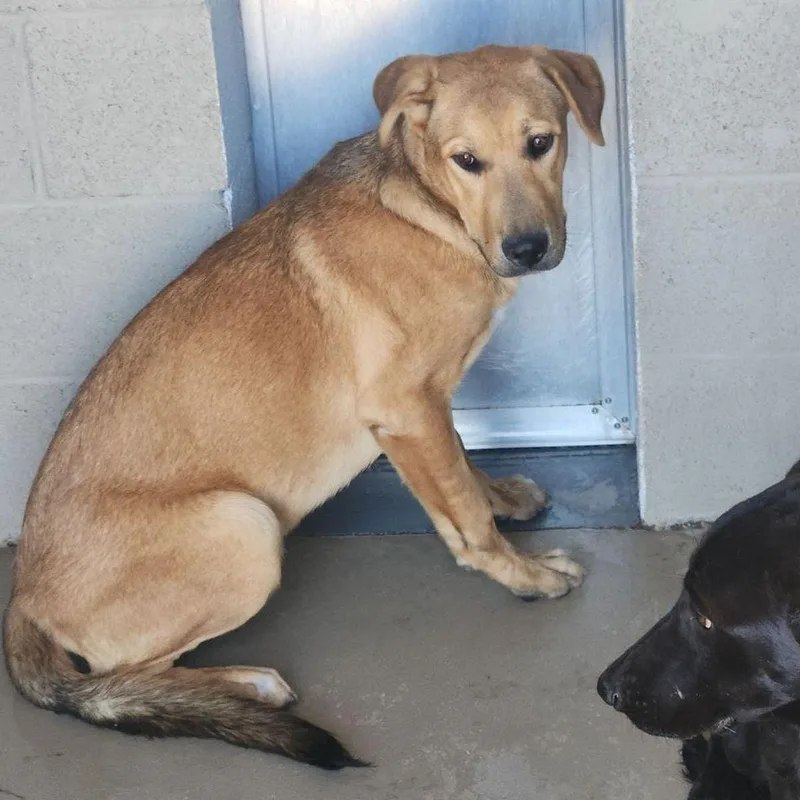 An adult medium-sized male Yellow / Tan / Blond / Fawn Shepherd dog named Lemon for adoption in Kingman, AZ