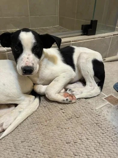 A baby medium-sized male Black Border Collie dog named Chuck for adoption in Liverpool, TX