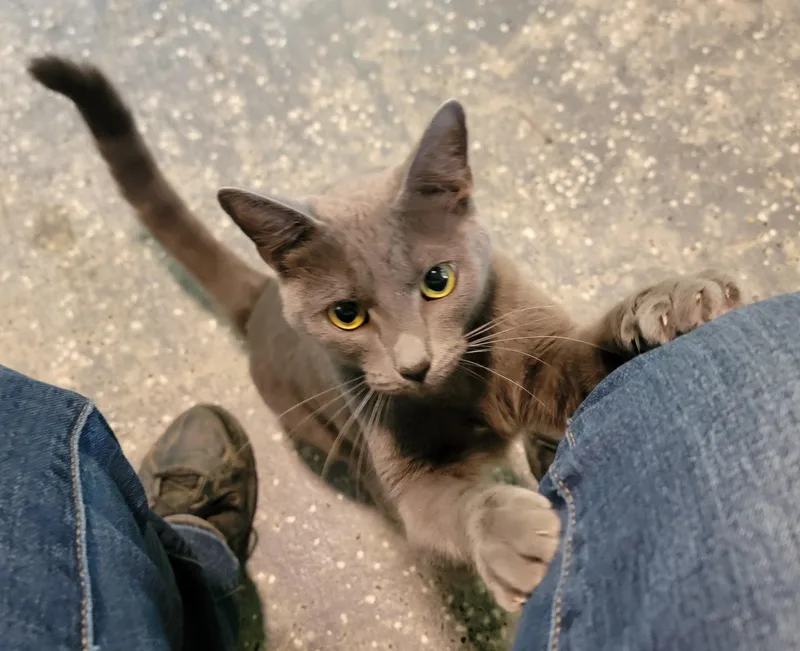 A young medium-sized female Gray / Blue / Silver Russian Blue cat named Misha for adoption in Mount Sterling, KY