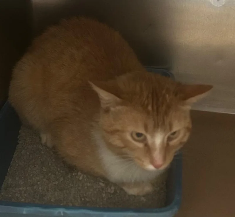 A young large-sized male Domestic Short Hair cat named Grunt for adoption in Cartersville , GA