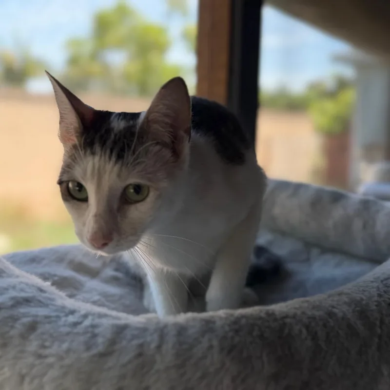 A young small-sized female White Domestic Short Hair cat named Tinky for adoption in Long Beach, CA