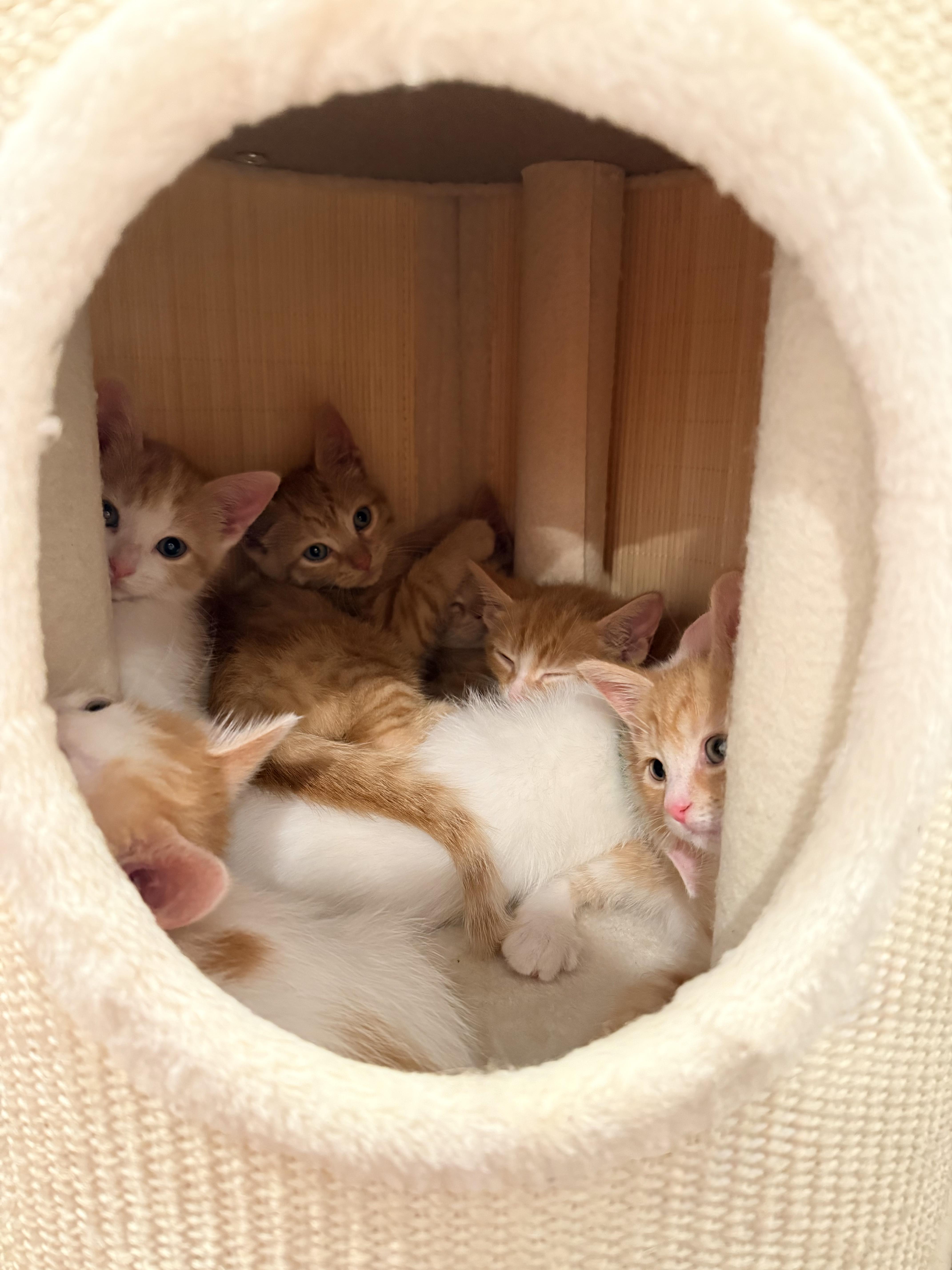 A baby small-sized male Orange & White Domestic Short Hair cat named Elijah  Small in for adoption in Bristow, VA