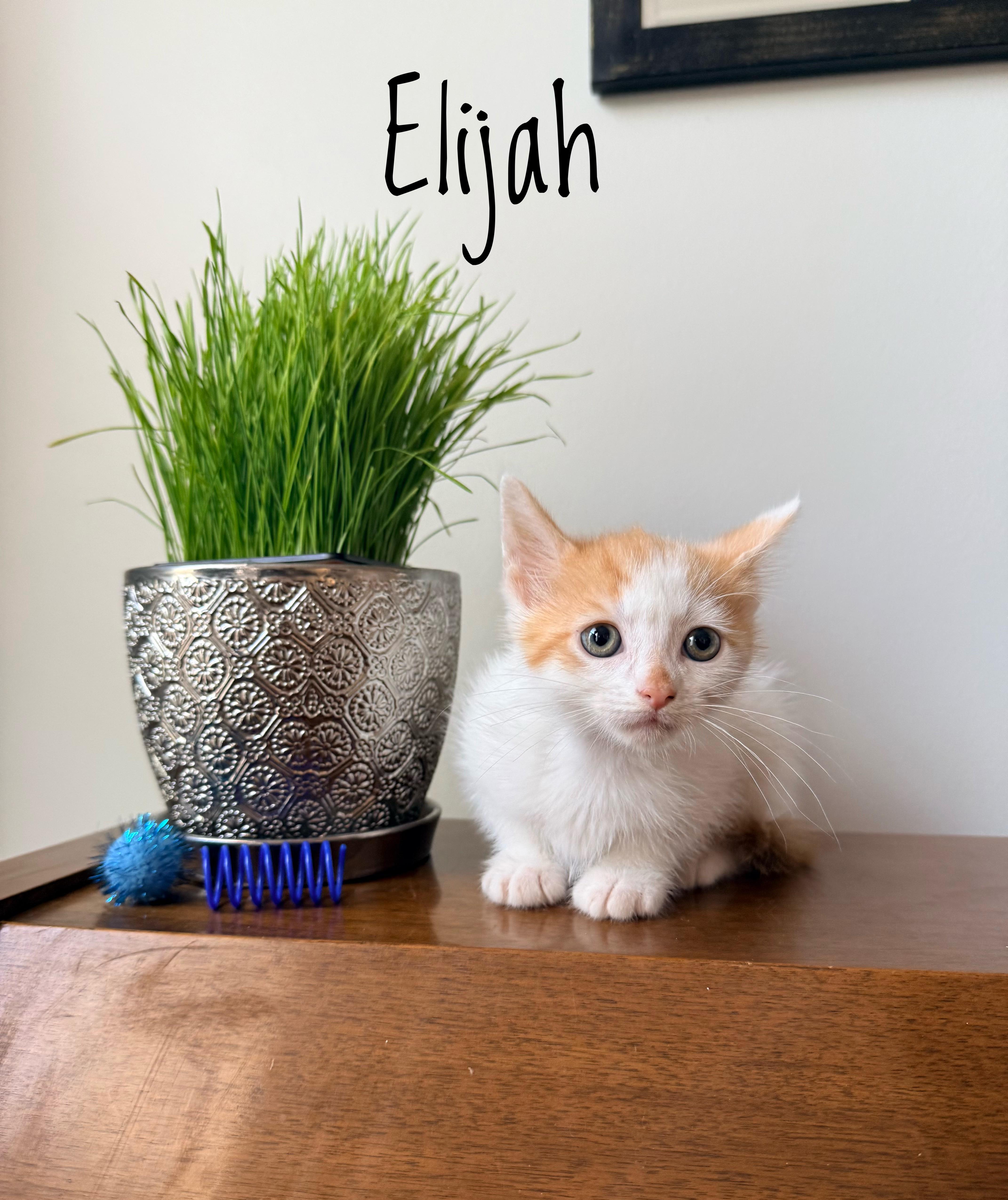 Elijah  Small in thumbnail 3