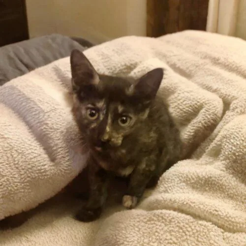 A baby small-sized female Tortoiseshell cat named Helaena for adoption in Gilbert, AZ