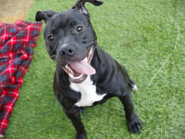 A young small-sized female American Staffordshire Terrier dog named Coco for adoption in Tallahassee, FL