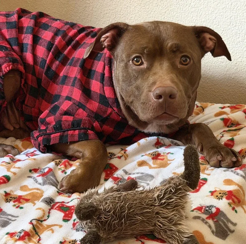 A young medium-sized female American Staffordshire Terrier dog named Hershey allgrin&wags for adoption in Houston, TX