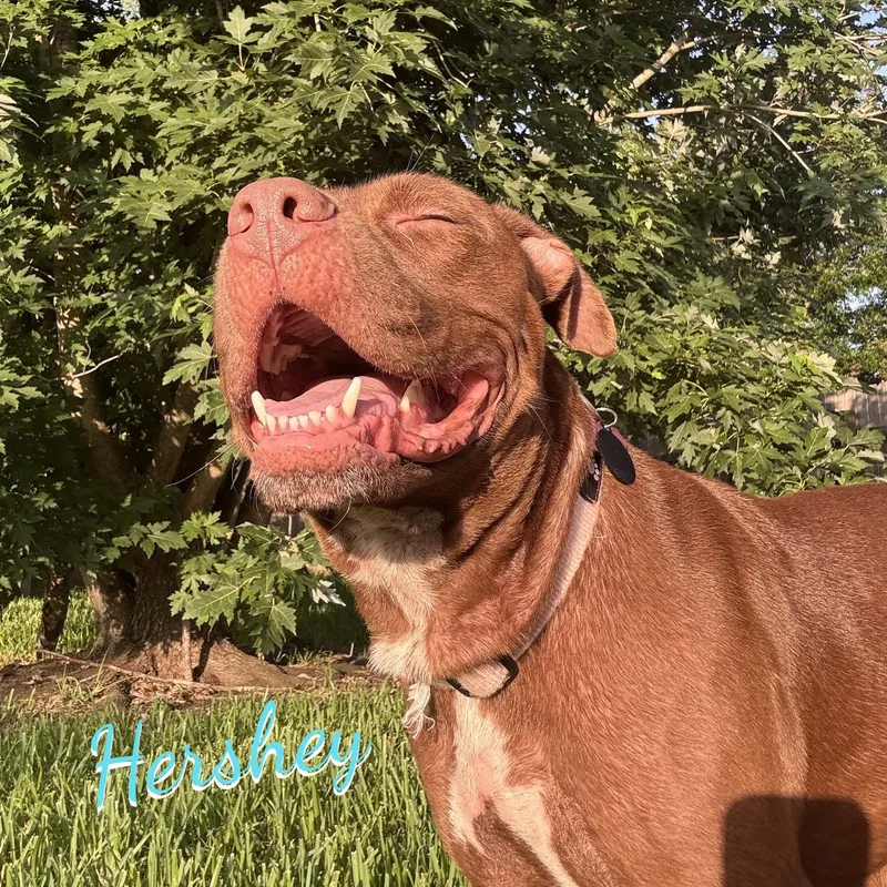 Hershey allgrin&wags thumbnail 2