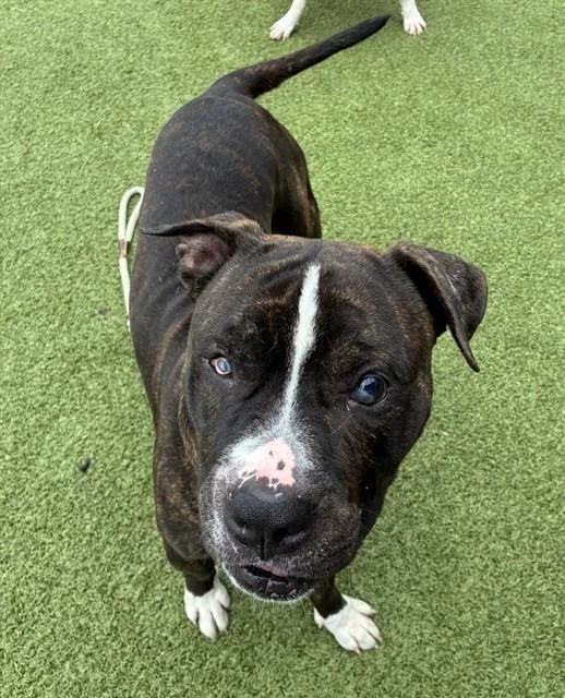 An adult large-sized male Mastiff dog named Mouse for adoption in Olivette, MO