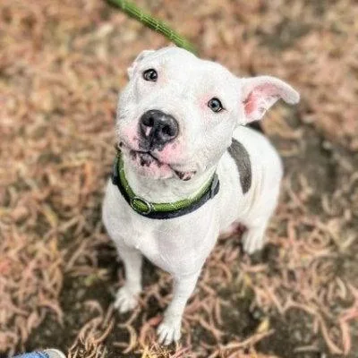 A young medium-sized female Pit Bull Terrier dog named Skye for adoption in Oakland, CA