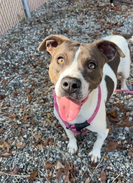 An adult medium-sized male Pit Bull Terrier dog named Hollywood for adoption in Lincolnton, NC